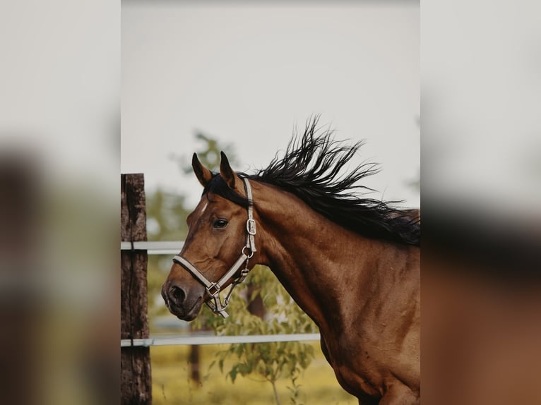 Zangersheider Hongre 4 Ans in Zagreb