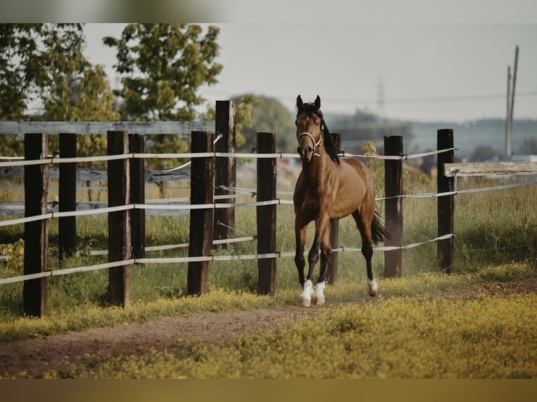 Zangersheider Hongre 4 Ans in Zagreb