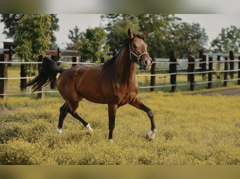 Zangersheider Hongre 4 Ans in Zagreb