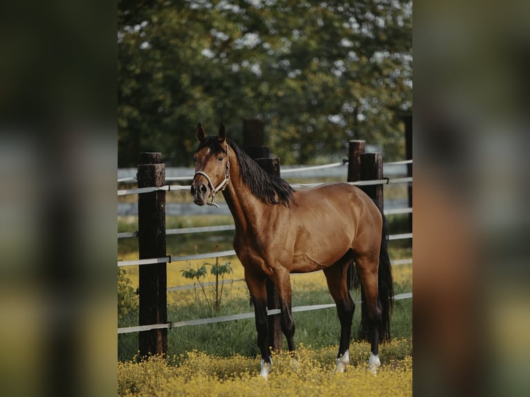 Zangersheider Hongre 4 Ans in Zagreb