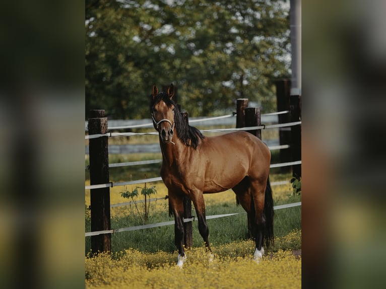 Zangersheider Hongre 4 Ans in Zagreb