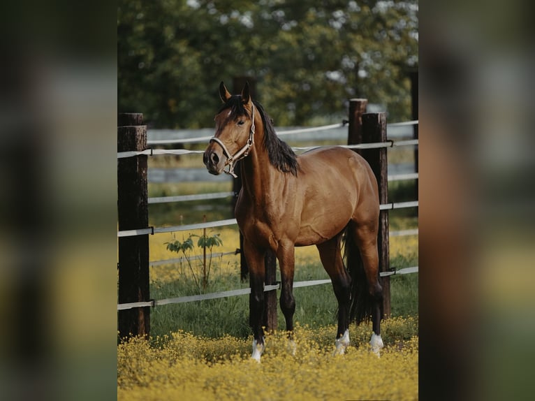 Zangersheider Hongre 4 Ans in Zagreb