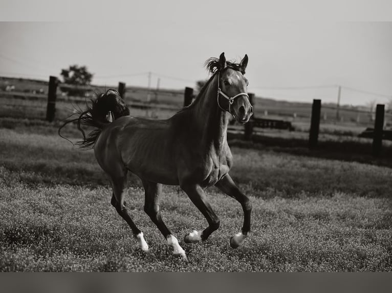 Zangersheider Hongre 4 Ans in Zagreb