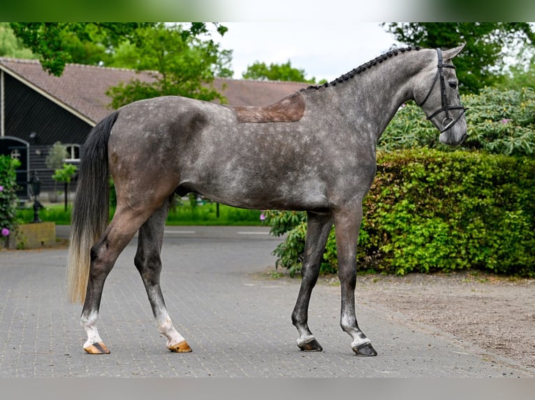 Zangersheider Hongre 4 Ans Gris in wk heerde