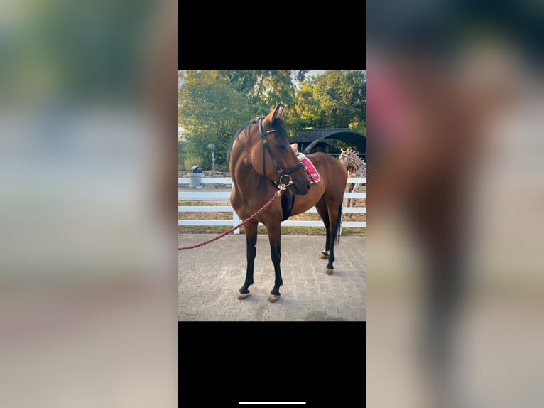 Zangersheider Hongre 5 Ans 157 cm Bai brun in W&#xFC;rzburgW&#xFC;rzburg
