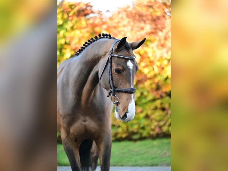 Zangersheider Hongre 5 Ans 160 cm Bai in Bladel