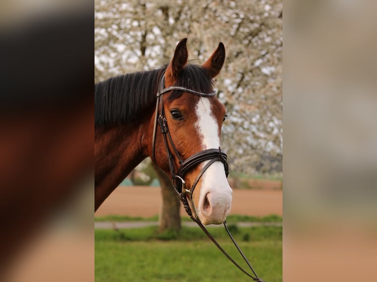Zangersheider Hongre 5 Ans 160 cm Bai in Hungen