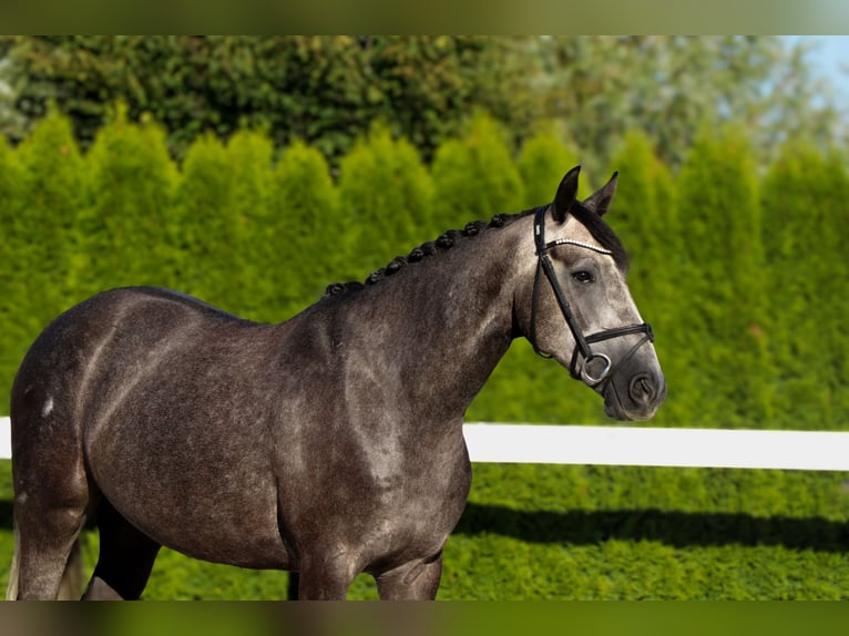 Zangersheider Hongre 5 Ans 160 cm Gris in Schw&#xE4;bisch Hall