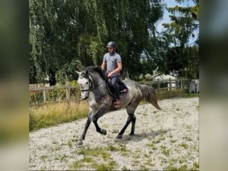 Zangersheider Hongre 5 Ans 162 cm Gris in Haaltert