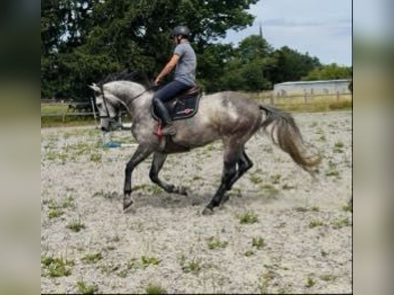 Zangersheider Hongre 5 Ans 162 cm Gris in Haaltert