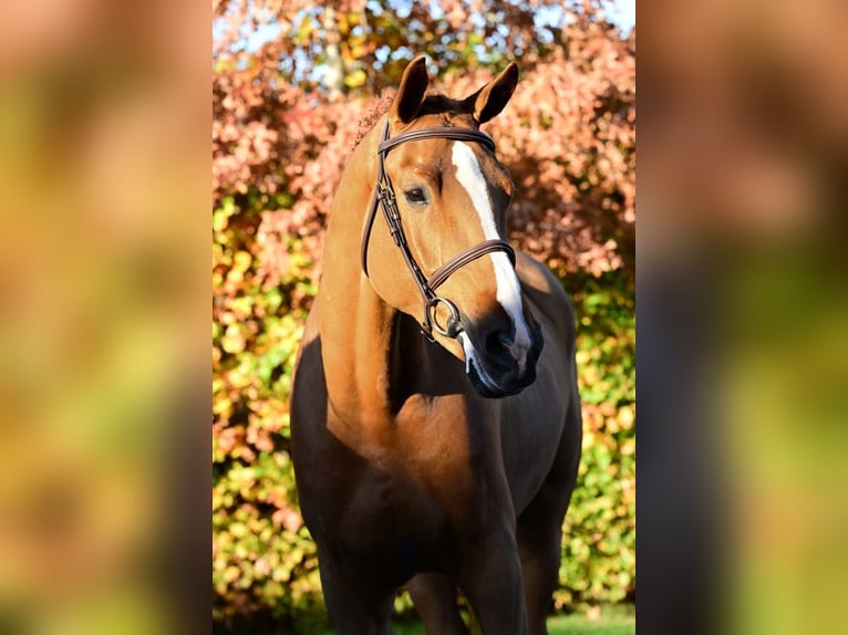 Zangersheider Hongre 5 Ans 165 cm Alezan in Bladel