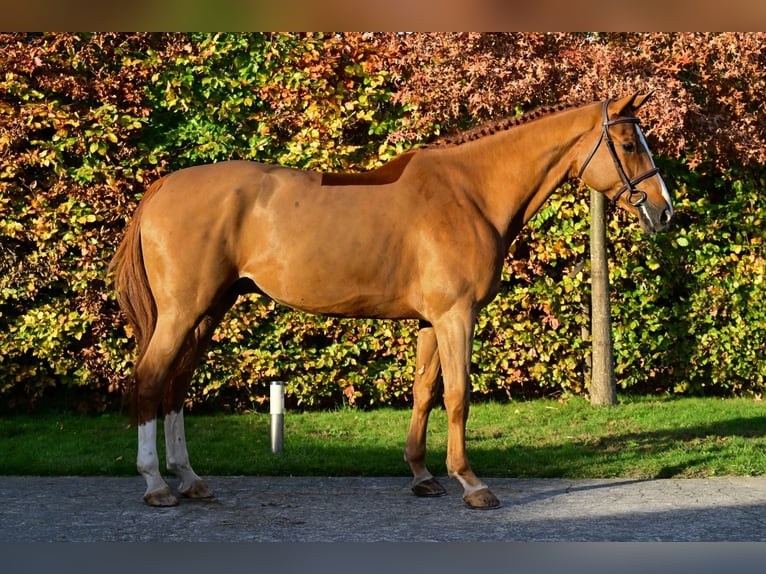 Zangersheider Hongre 5 Ans 165 cm Alezan in Bladel
