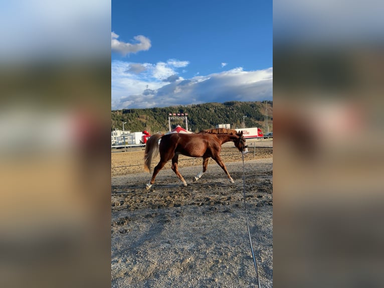 Zangersheider Hongre 5 Ans 165 cm Alezan in Feldkirchen in K&#xE4;rnten