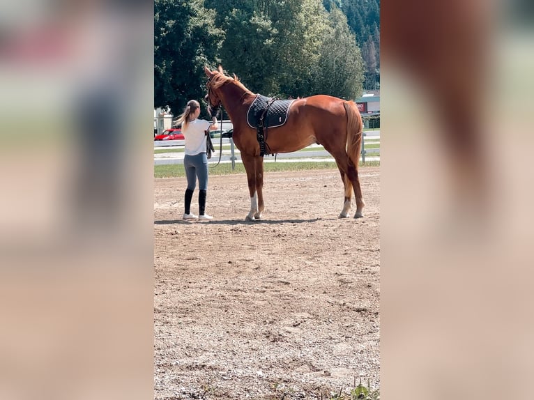 Zangersheider Hongre 5 Ans 165 cm Alezan in Feldkirchen in K&#xE4;rnten