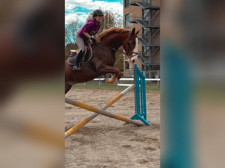 Zangersheider Hongre 5 Ans 165 cm Alezan in Feldkirchen in K&#xE4;rnten