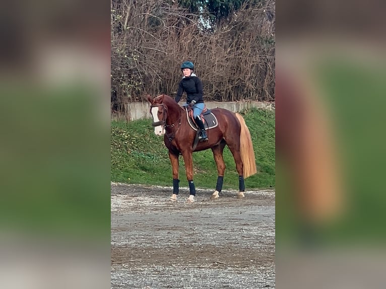 Zangersheider Hongre 5 Ans 165 cm Alezan in Feldkirchen in K&#xE4;rnten