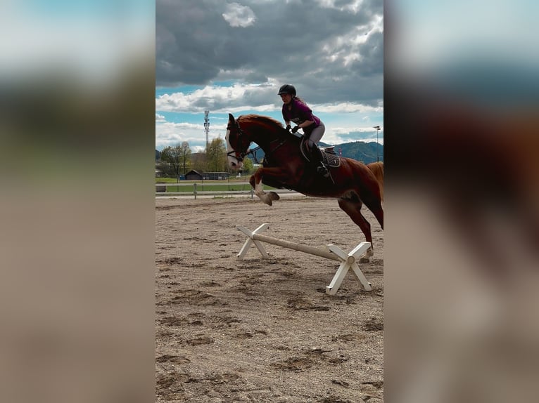 Zangersheider Hongre 5 Ans 165 cm Alezan in Feldkirchen in K&#xE4;rnten