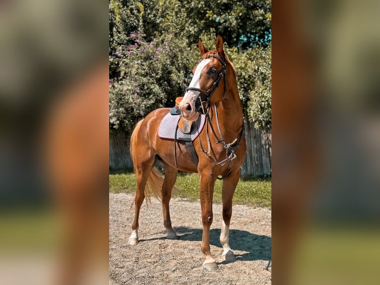 Zangersheider Hongre 5 Ans 165 cm Alezan in Feldkirchen in K&#xE4;rnten