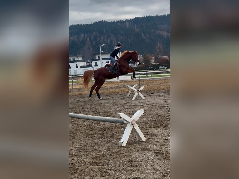 Zangersheider Hongre 5 Ans 165 cm Alezan in Feldkirchen in K&#xE4;rnten