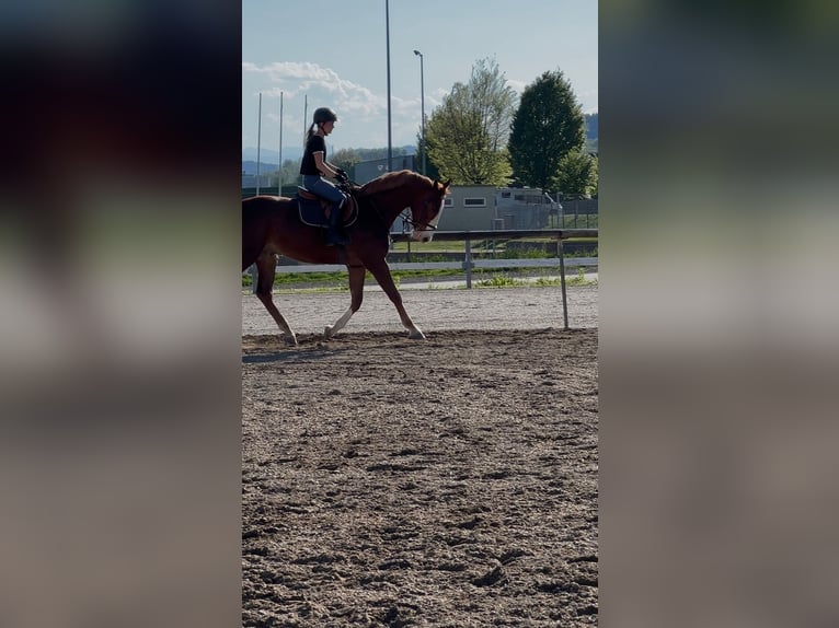 Zangersheider Hongre 5 Ans 165 cm Alezan in Feldkirchen in K&#xE4;rnten