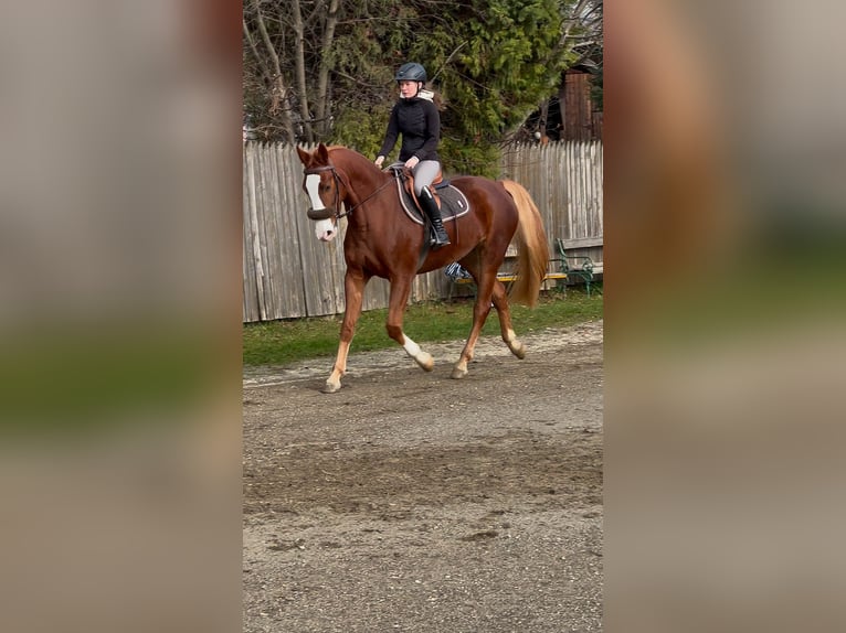 Zangersheider Hongre 5 Ans 165 cm Alezan in Feldkirchen in K&#xE4;rnten