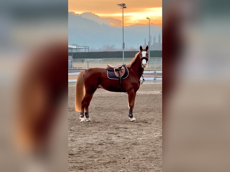 Zangersheider Hongre 5 Ans 165 cm Alezan in Feldkirchen in K&#xE4;rnten