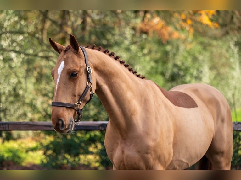 Zangersheider Hongre 5 Ans 165 cm Alezan in Wijchmaal