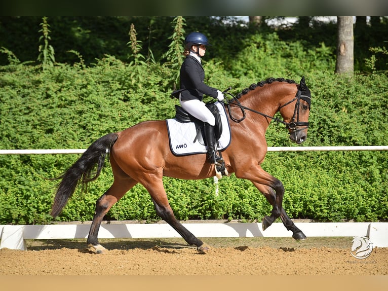 Zangersheider Hongre 5 Ans 165 cm Bai in Stadl paura