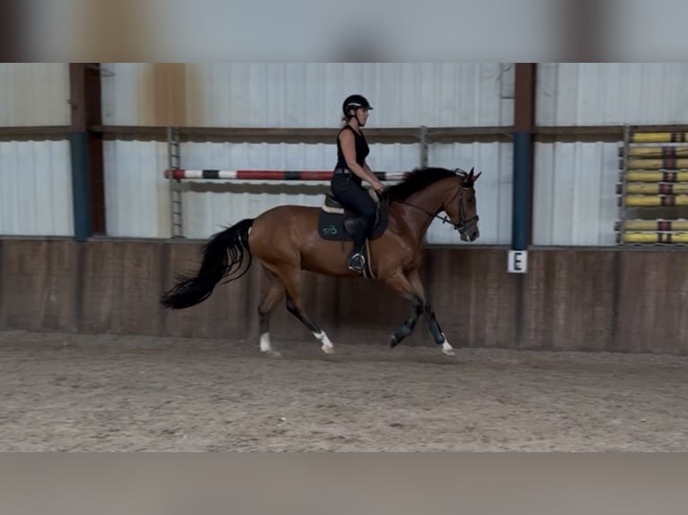Zangersheider Hongre 5 Ans 165 cm Bai in Oud Gastel