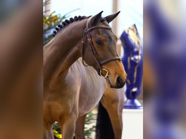 Zangersheider Hongre 5 Ans 165 cm Bai in Diepholz