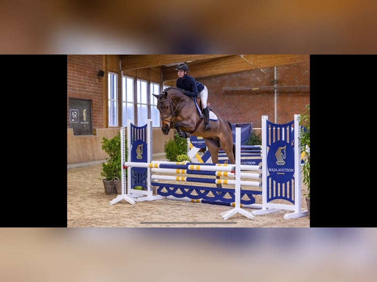 Zangersheider Hongre 5 Ans 165 cm Bai in Diepholz