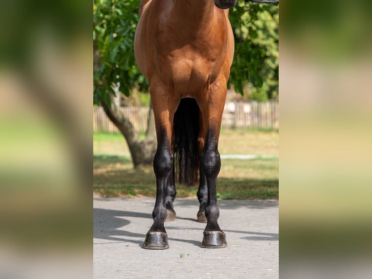 Zangersheider Hongre 5 Ans 165 cm Bai in GROTE-BROGEL
