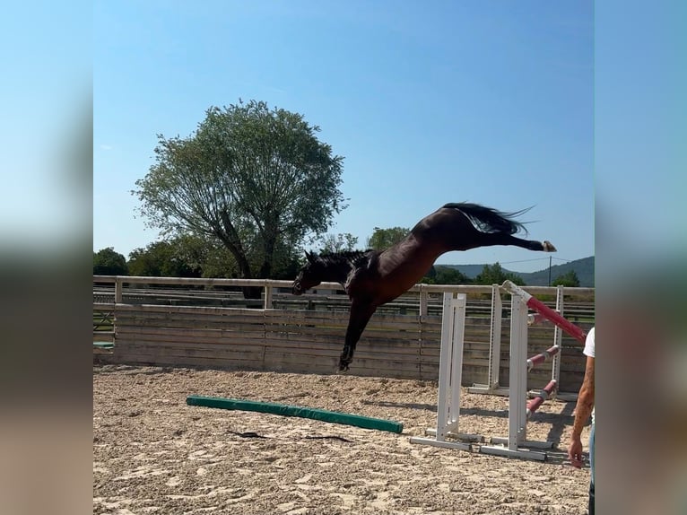 Zangersheider Croisé Hongre 5 Ans 165 cm Bai in Saint Avé