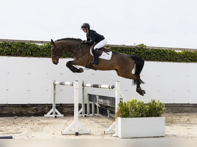 Zangersheider Hongre 5 Ans 165 cm  in Waddinxveen