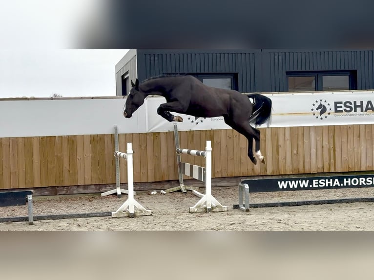 Zangersheider Hongre 5 Ans 165 cm Noir in Grote Brogel