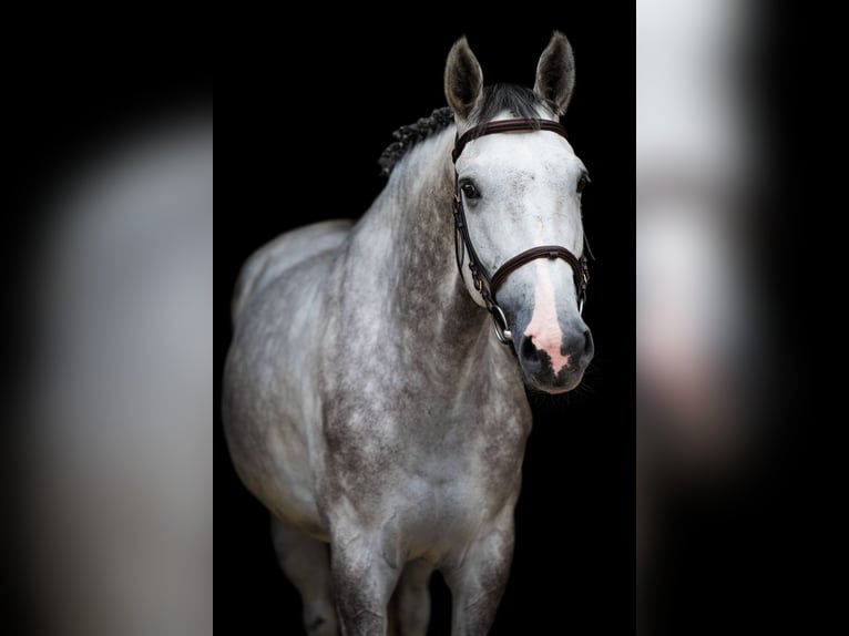 Zangersheider Hongre 5 Ans 166 cm Gris in Radom