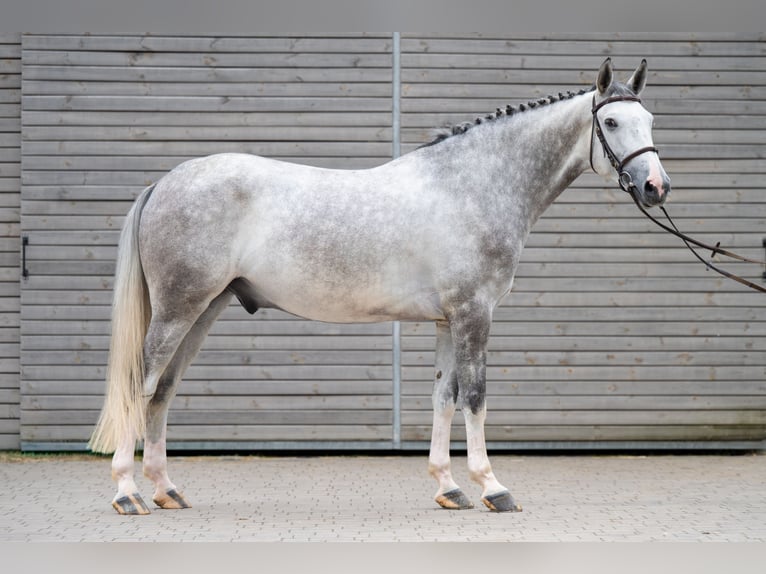 Zangersheider Hongre 5 Ans 166 cm Gris in Radom