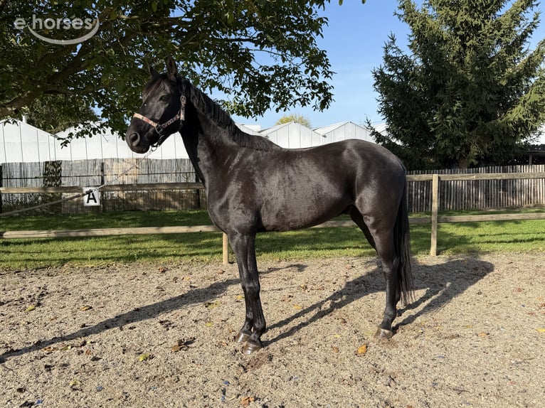 Zangersheider Hongre 5 Ans 166 cm Noir in Dormaal