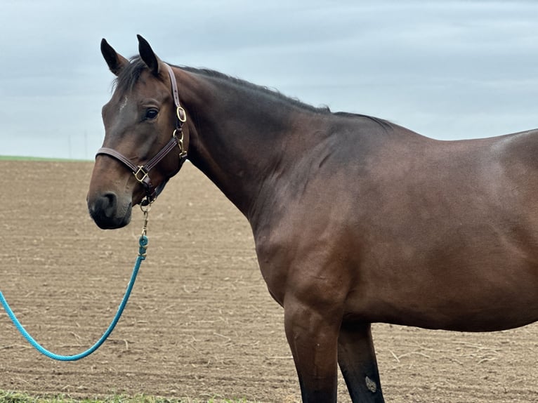 Zangersheider Hongre 5 Ans 167 cm Bai brun in Ersigen