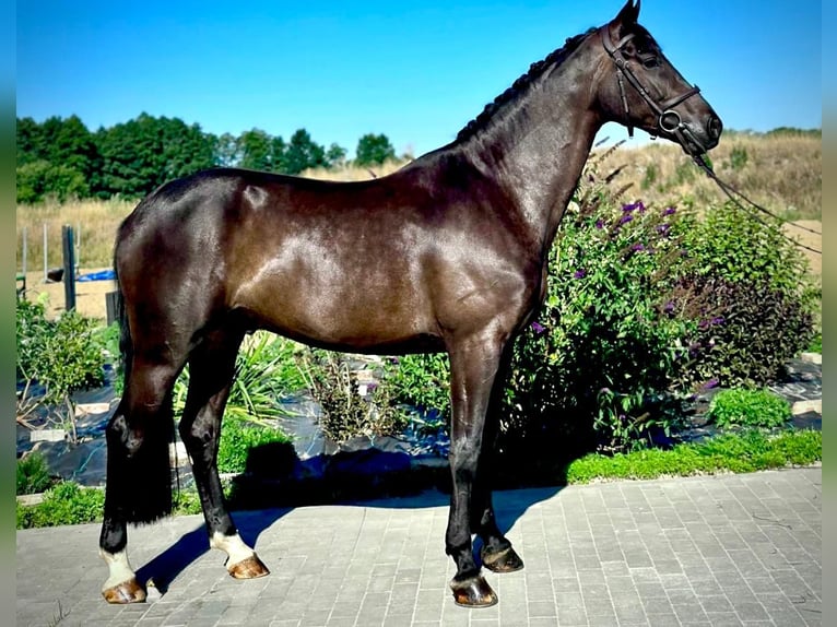 Zangersheider Hongre 5 Ans 167 cm Bai brun foncé in Brzyków