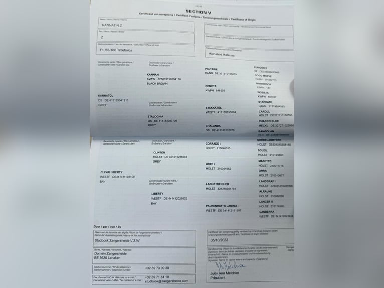 Zangersheider Hongre 5 Ans 167 cm Bai brun foncé in Brzyków