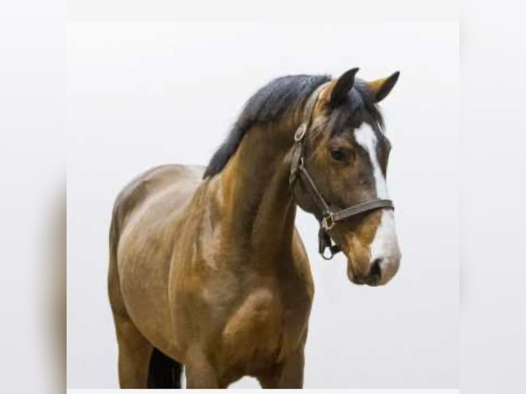 Zangersheider Hongre 5 Ans 167 cm Bai in Hildesheim