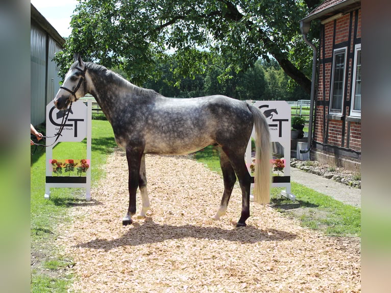 Zangersheider Hongre 5 Ans 167 cm Gris in Langlingen