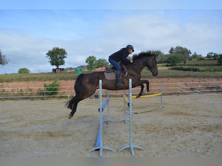 Zangersheider Hongre 5 Ans 168 cm Bai in TRIVY