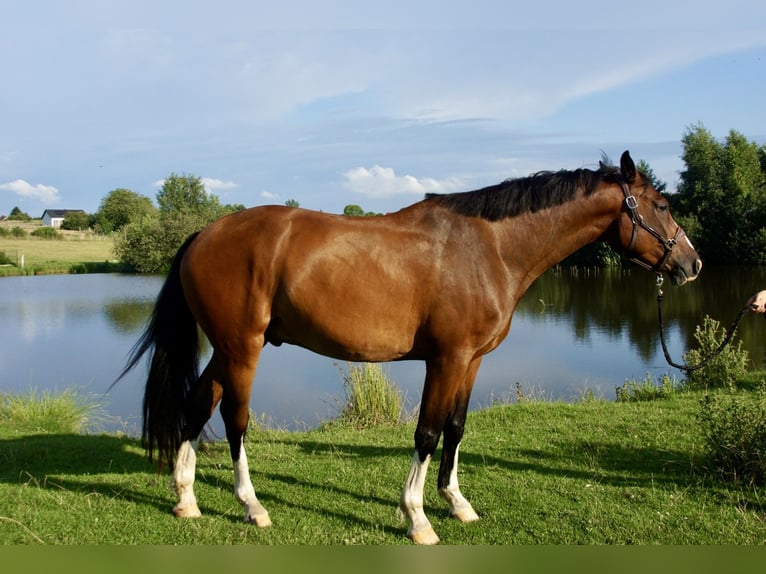 Zangersheider Hongre 5 Ans 168 cm Bai in Jarosławiec