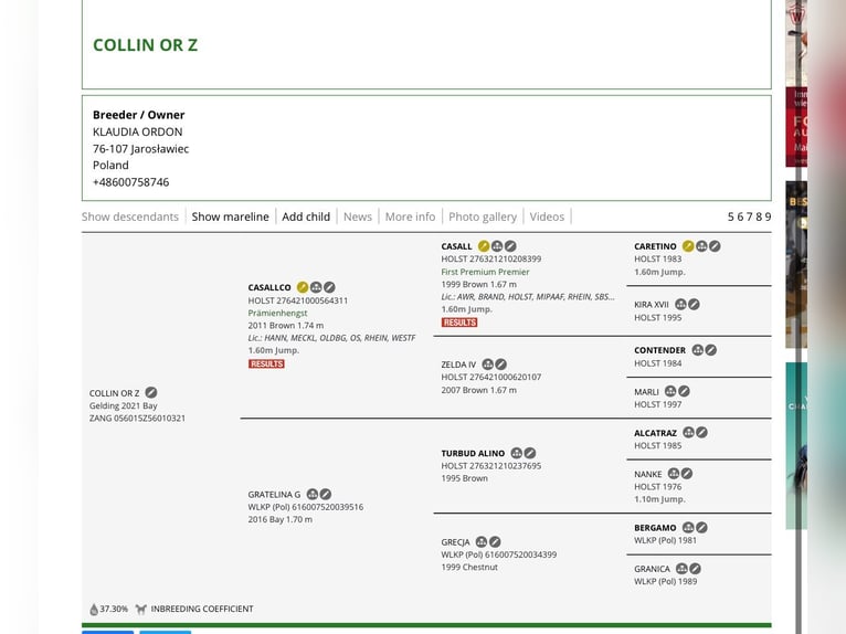 Zangersheider Hongre 5 Ans 168 cm Bai in Jarosławiec