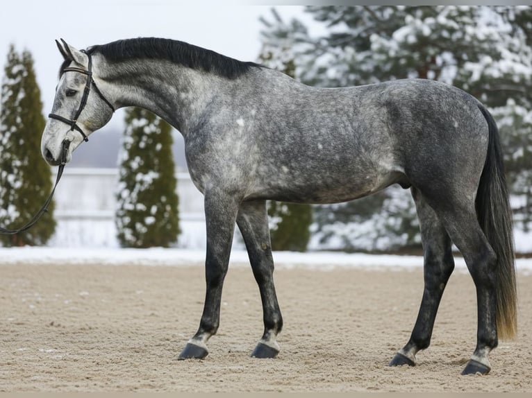 Zangersheider Hongre 5 Ans 168 cm Gris in Mor
