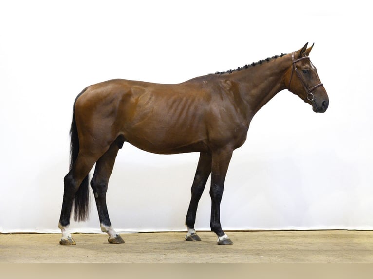 Zangersheider Hongre 5 Ans 169 cm Bai in Waddinxveen