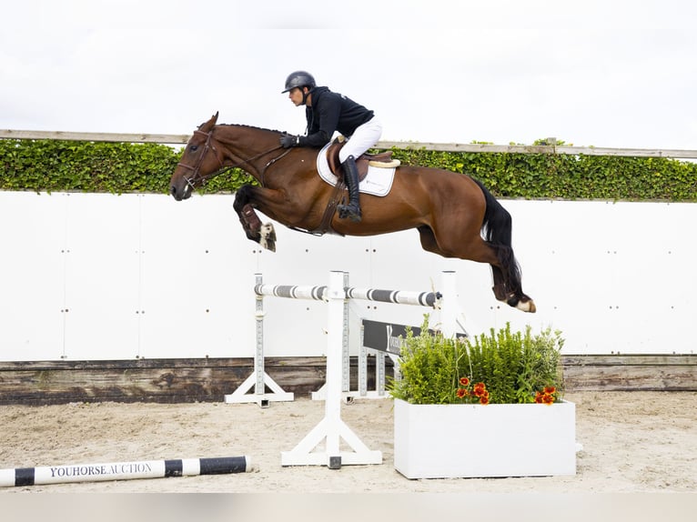 Zangersheider Hongre 5 Ans 169 cm Bai in Waddinxveen