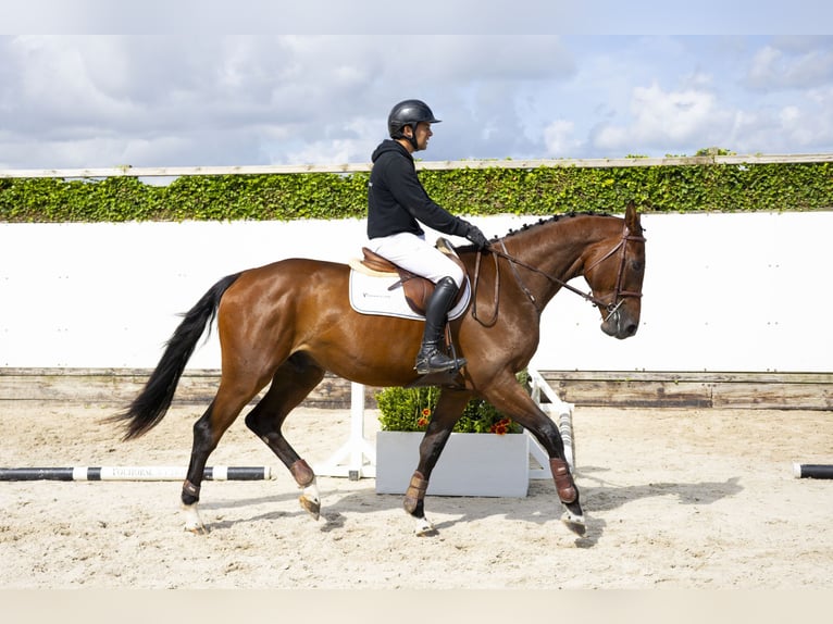 Zangersheider Hongre 5 Ans 169 cm Bai in Waddinxveen